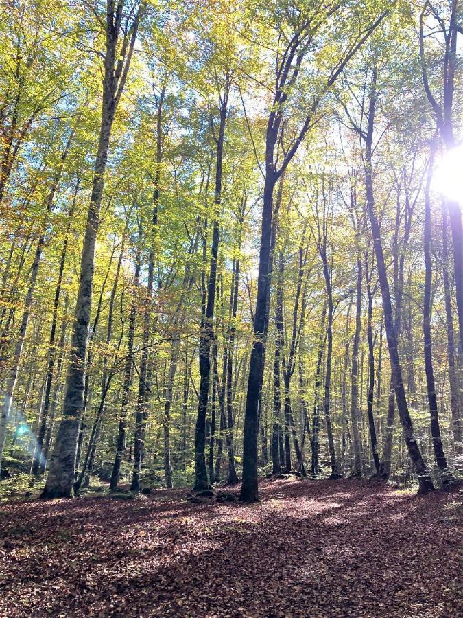 Apartament Natura Amb Calma Olot Eksteriør bilde